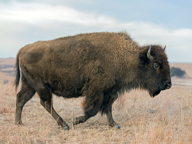 American Bison Photo by © Weldon Schloneger Dreamstime.com